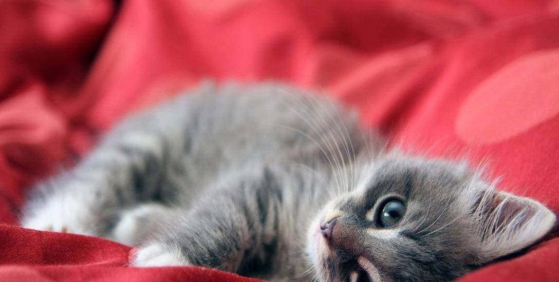 猫咪亲密攻略，解锁与宠物猫的温馨共处之道