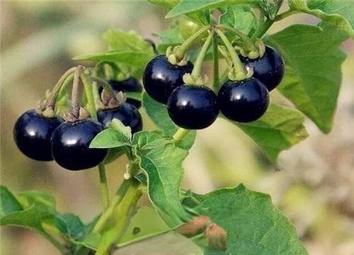 中药“龙葵”什么时间种植最好？该怎么种植好？
