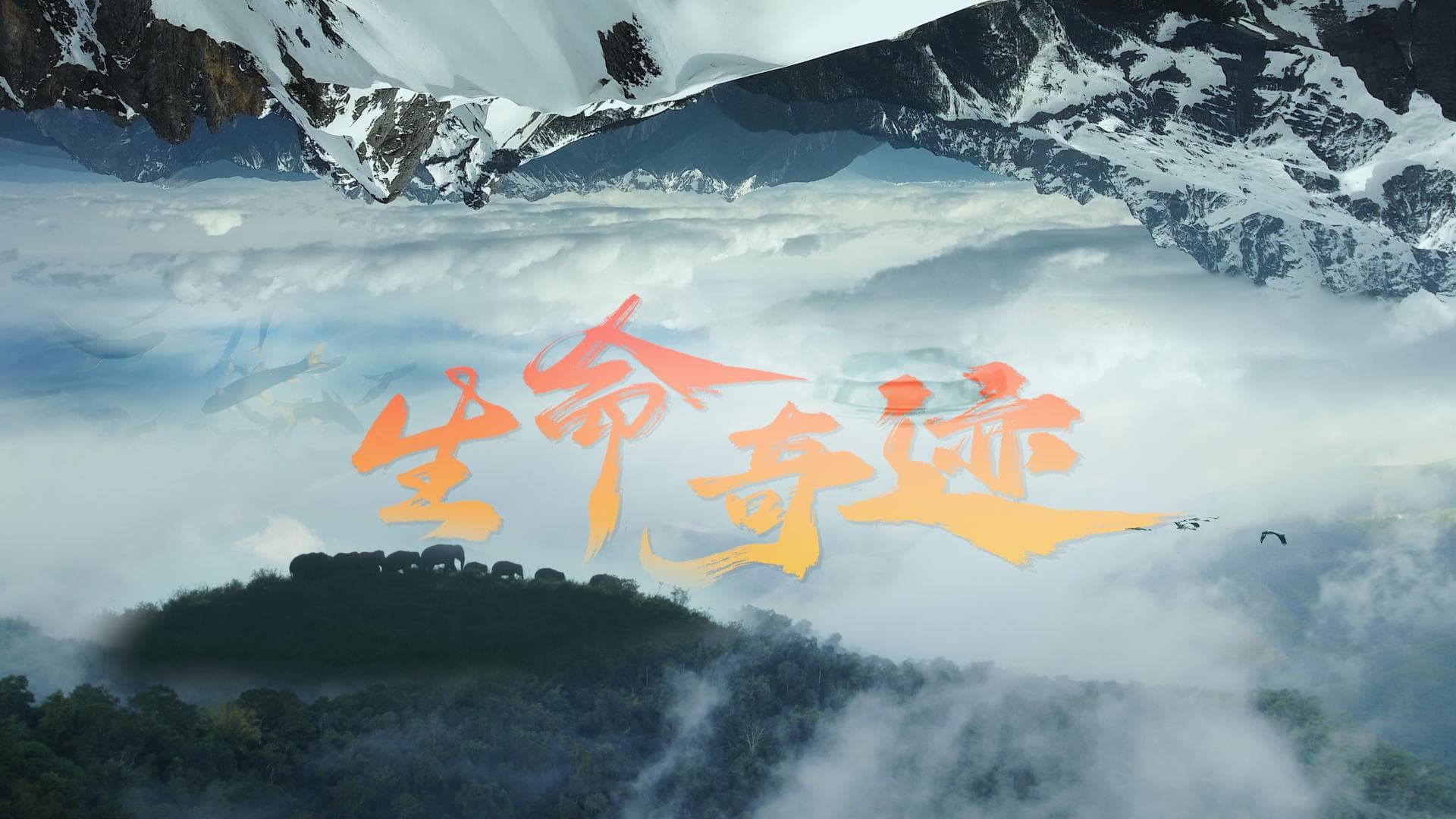2024云南生物多样性宣传片《生命奇迹——云南的生物多样性》大揭秘
