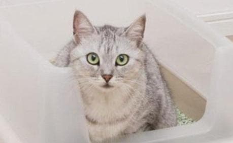 新猫砂猫咪不肯用？这样帮助猫咪快速适应新猫砂