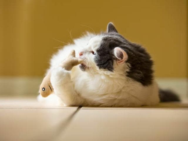 让猫保持快乐和健康的最佳咀嚼玩具