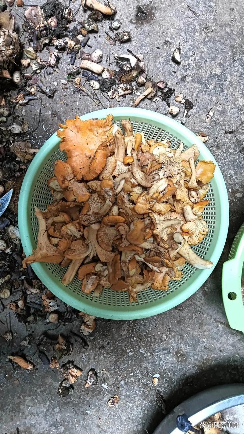 滇味菌香：一场舌尖上的奇幻之旅