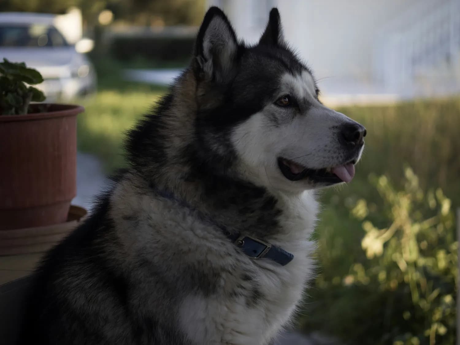 阿拉斯加犬与哈士奇：新手养狗的品种对比指南