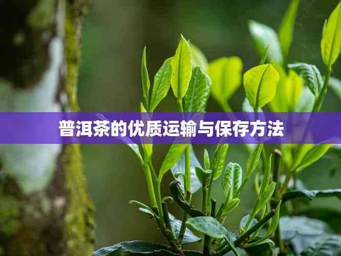 普洱茶的优质运输与保存