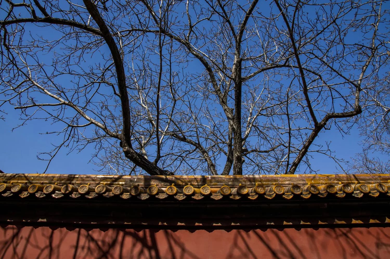 雪落四合院：冬日里的植物、水景与生活情趣
