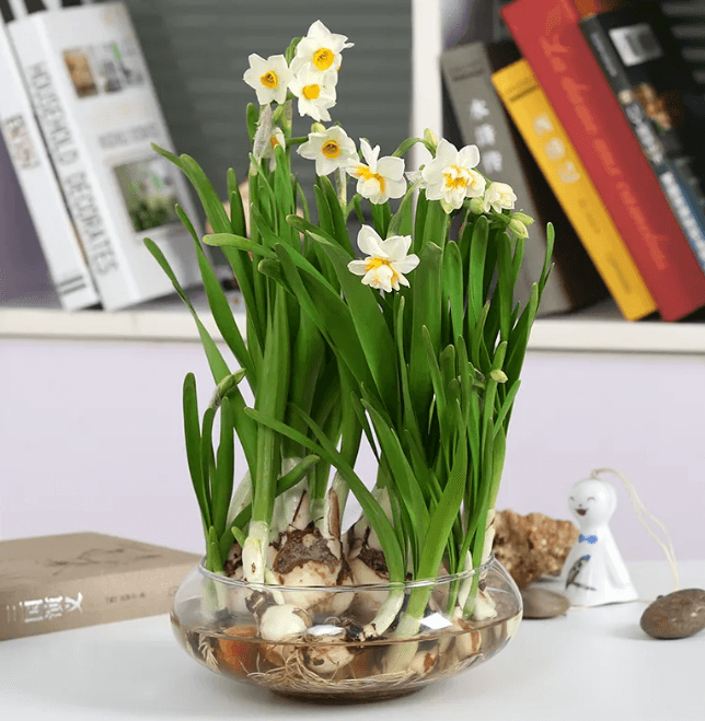 水培水仙花怎么养最好（分享水仙花的水培技巧）