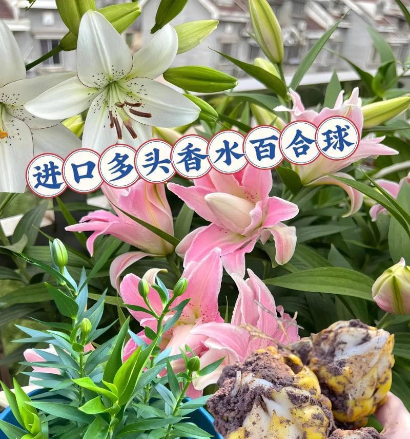 水培香水百合球的正确养护方法是什么？有哪些常见问题？