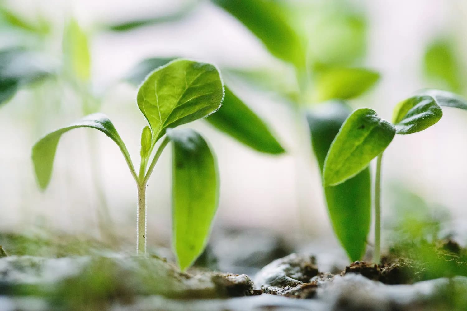 三七最佳采收期揭秘：3-4年药效最佳