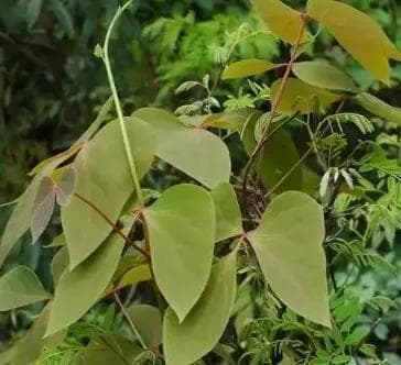 治肠痈之要药——大血藤