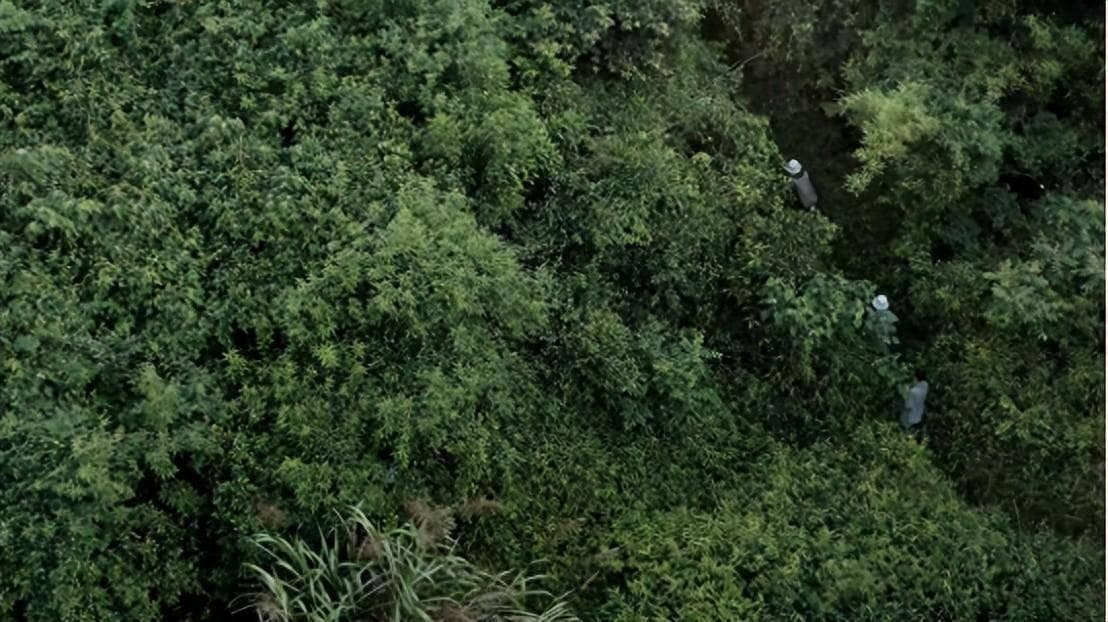 探寻中华穿山甲的过去与现在：海康威视STAR科技公益助力物种保护与延续
