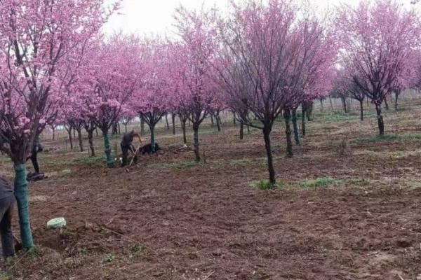 如何给樱花换土，遵循"动土动根，莫让树知"的原则