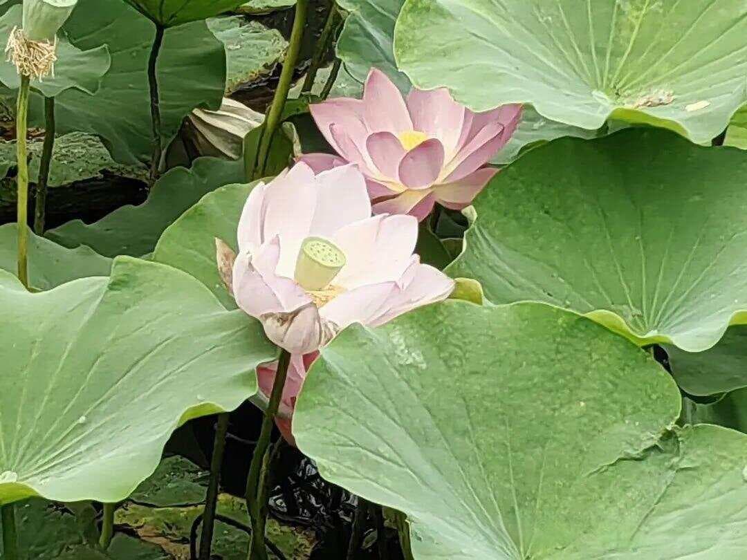 在面对职场变革时，员工应具备哪些应变能力？