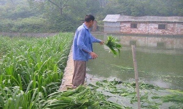 24种适合养鱼的牧草品种推荐