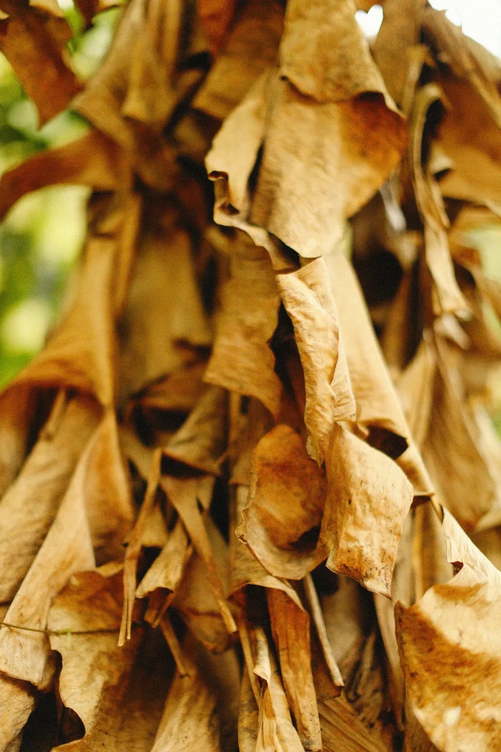 白鲜皮：古方今用，守护健康