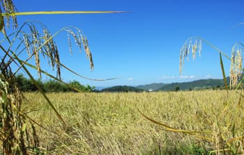 揭秘云南遮放贡米：从明朝贡品到现代名牌