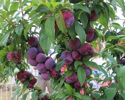 西梅种植指南：适合地点与关键要素