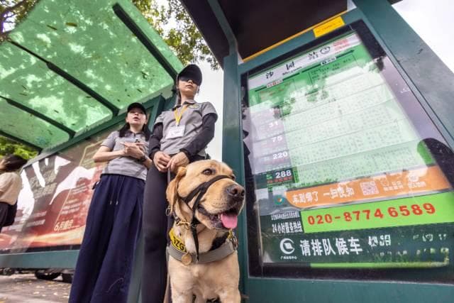 导盲犬，请上车