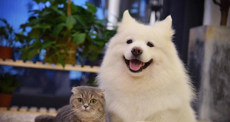 猫咪之间友好相处的秘诀（解密猫咪间的友谊奥秘）