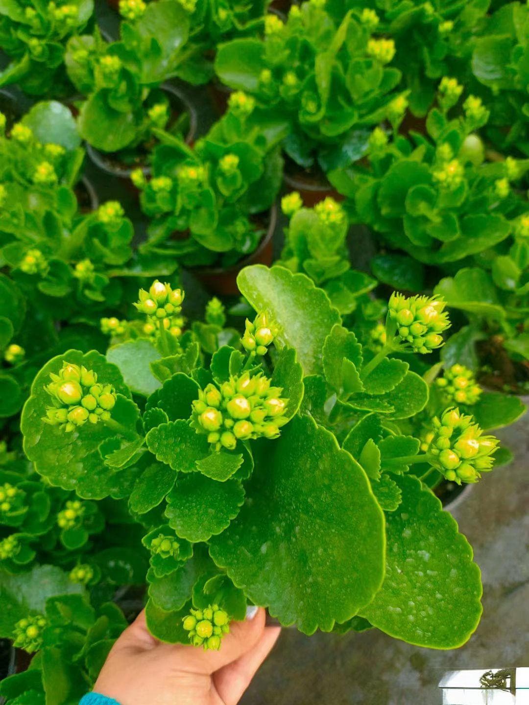 长寿花几月份开花？养护要点全解析