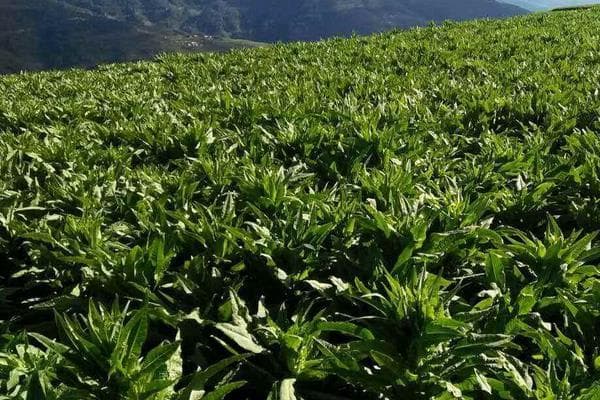 贡菜种植技术！怎么育苗？怎么种植采收？要怎么管理？