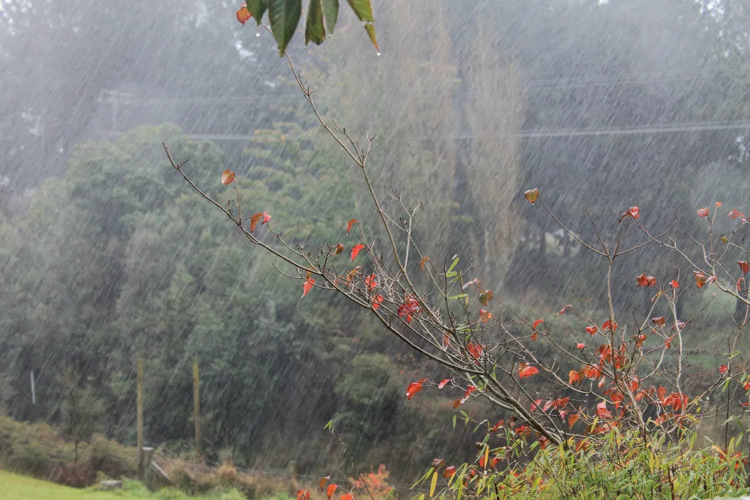 韩愈的早春小雨，竟然这么“酥”？