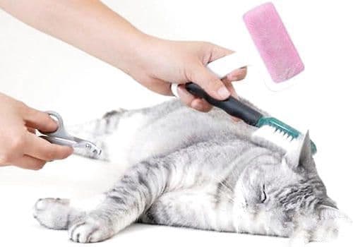 猫咪美容需要准备什么工具？