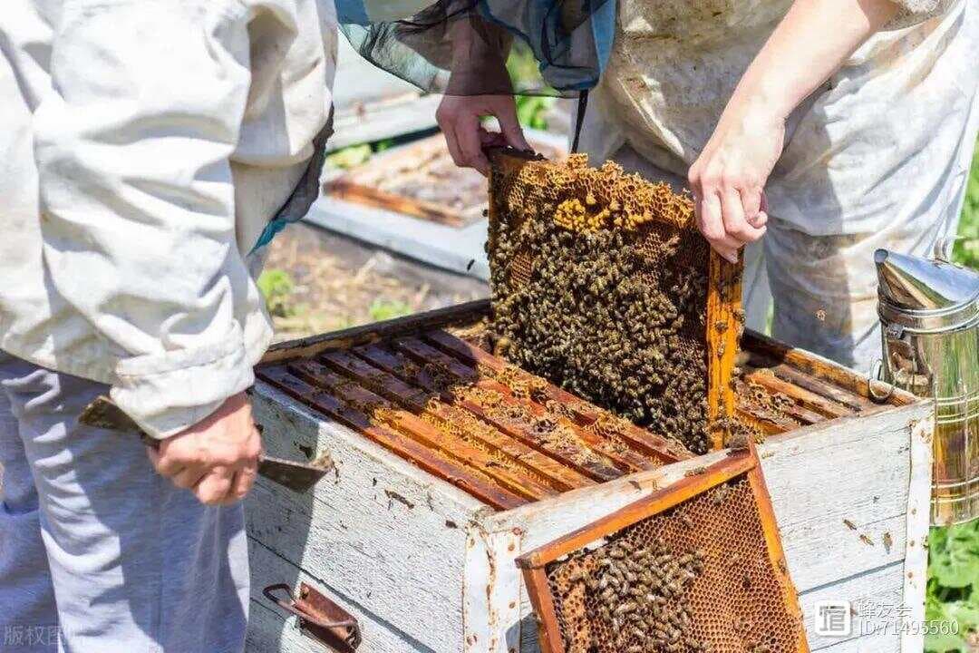 养蜂秘籍：温度管理和蜂巢门通风性管理实用技巧