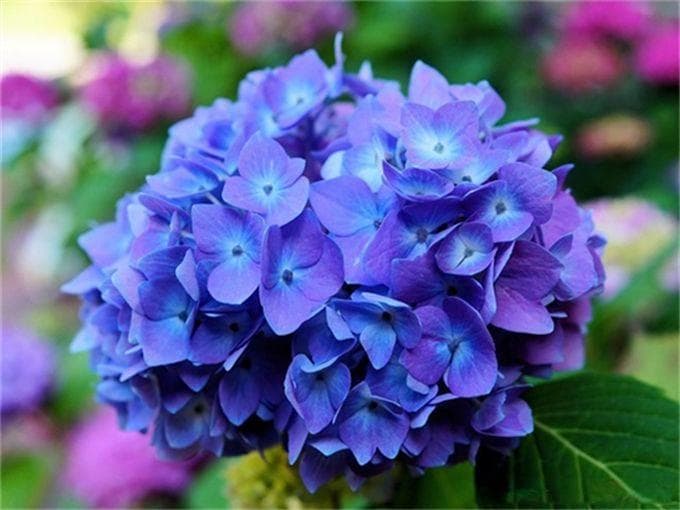 绣球花花色调整方法