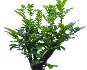小叶紫檀，珍稀树种的魅力（了解小叶紫檀，认识极品家具）