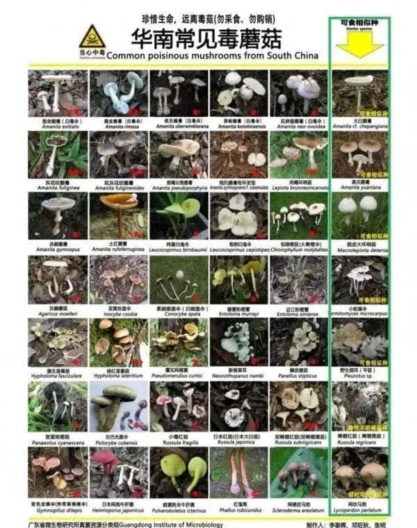 华南地区野蘑菇进入“疯长季”，教你分辨哪些有毒