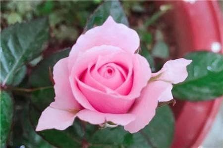 玫瑰花：花语与象征意义的奥秘