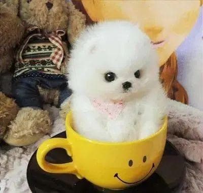 茶杯犬多少钱一只？茶杯狗能活多久？