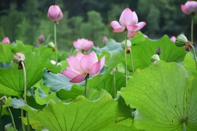 古诗词里的10大爱情典故，流转千年，美到无瑕