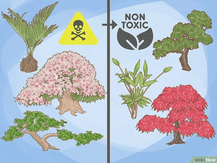 哪些盆栽植物对猫是安全的？（以及哪些植物需要避免）