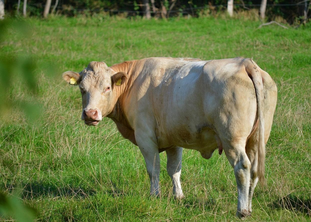 1斤牛肉不到30元，让你吃到爽的牛肉是怎么来的？