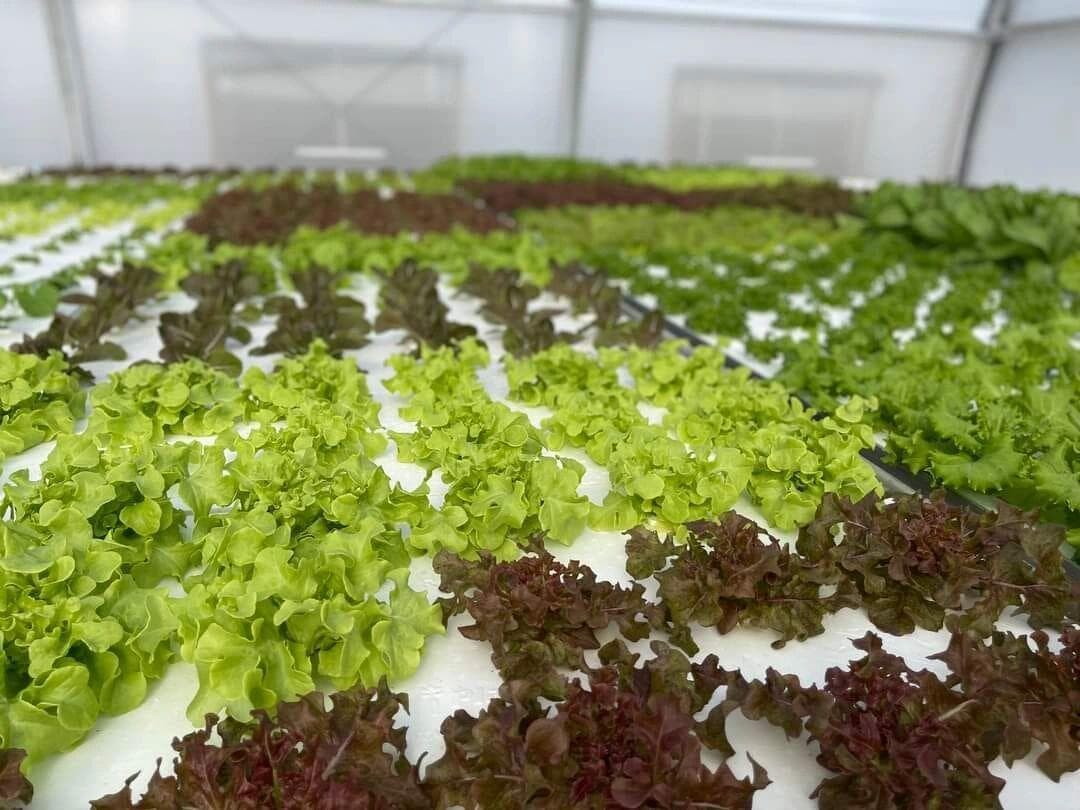 深液流水培系统中如何让植物根部获得充足的氧气供应