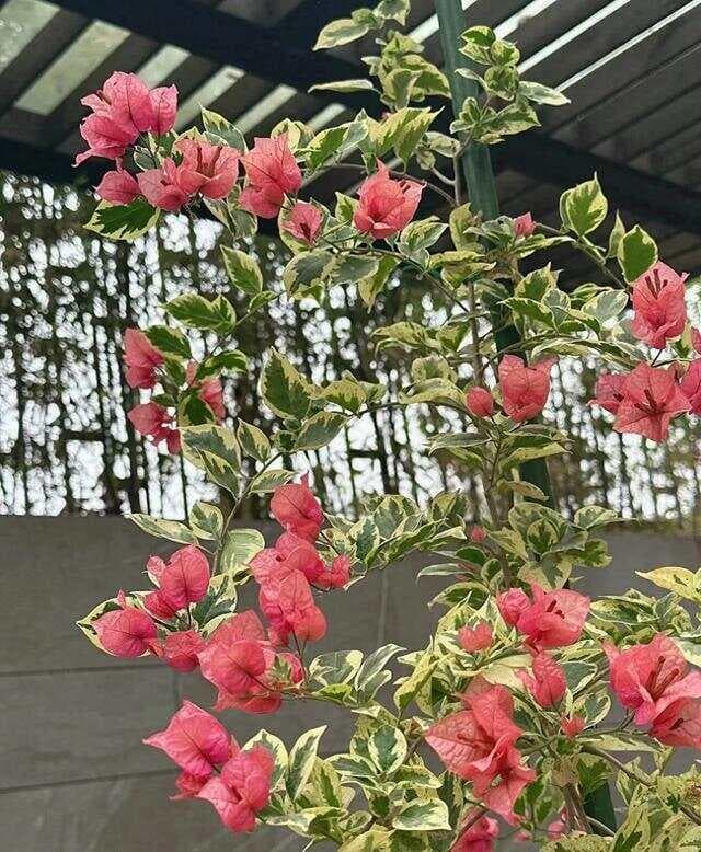 推荐几款红色系三角梅，照着买就可以了