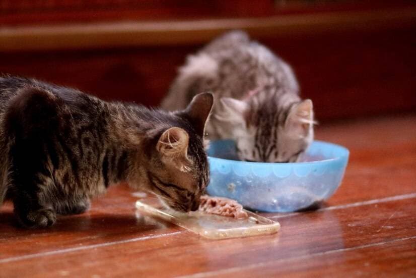 如何判断所选猫粮是否适合长毛猫