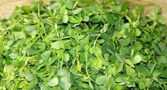 被誉为“野菜之王”的植物，营养价值极高，蕴含丰富的蛋白质