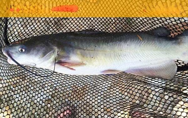 钓叉尾鮰鱼最佳诱饵是什么？4步告诉你答案_清晰图解