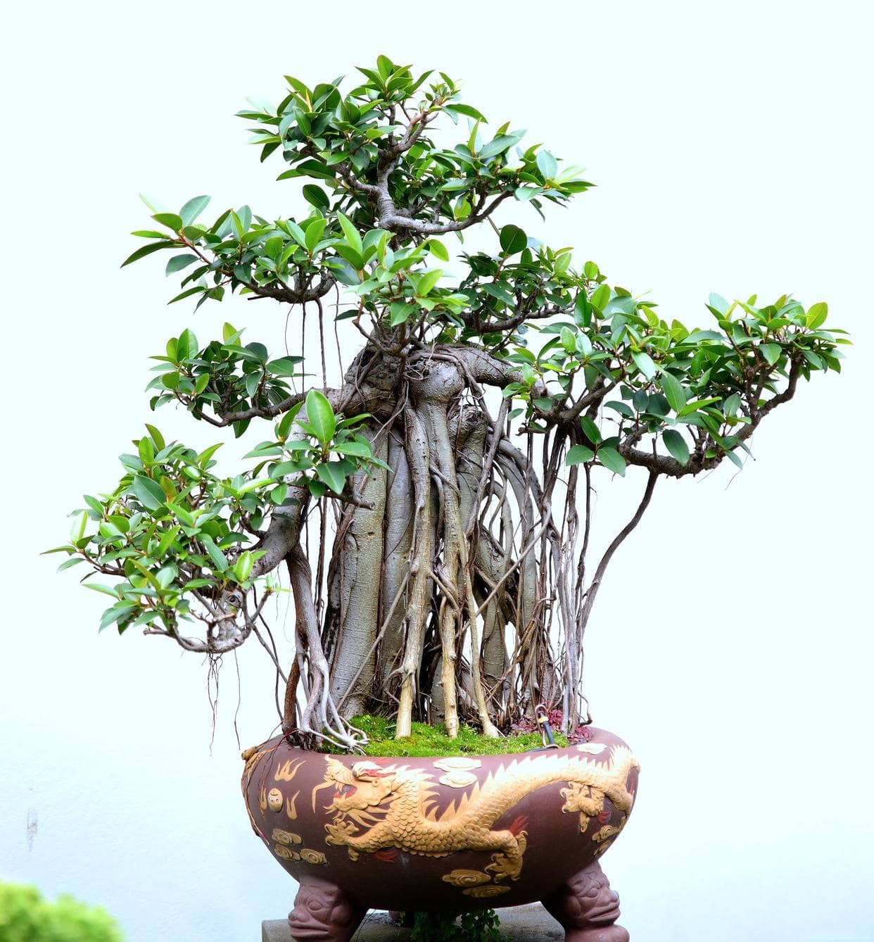 榕树盆景掉叶子的原因，榕树掉叶的解决办法