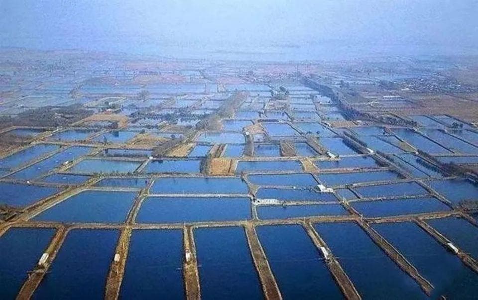 中国水产品总量占世界的60%，日本美国每年需从中国大量进口