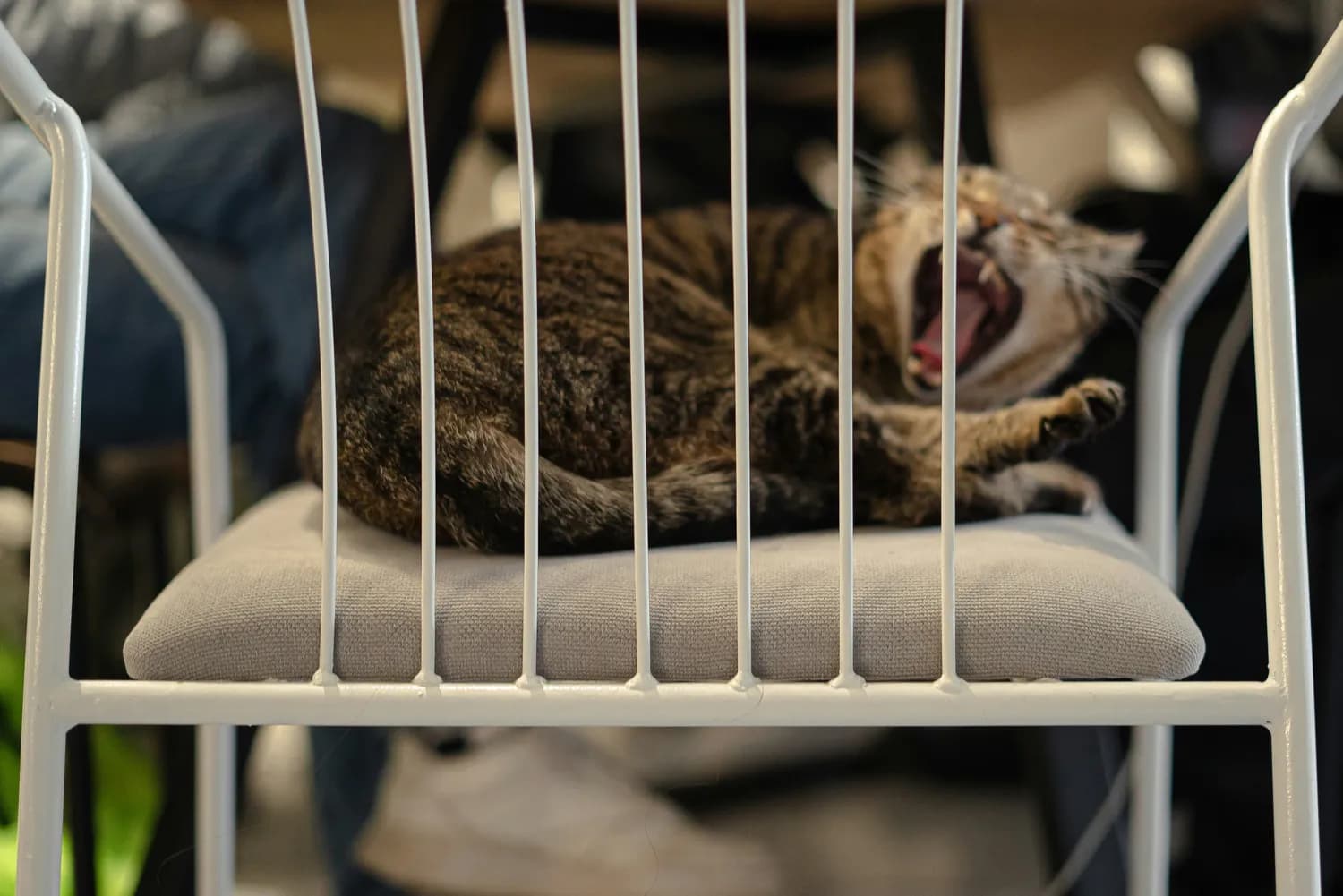 猫咪输液不乱动？这些小妙招请收好！
