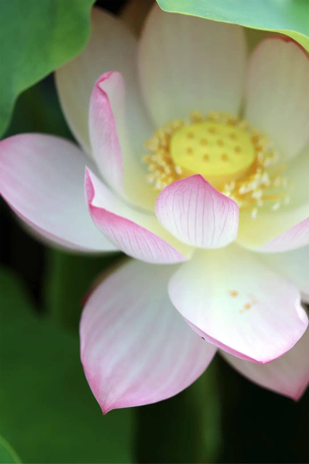 佛教为何偏爱莲花？借花献佛的典故知道吗？