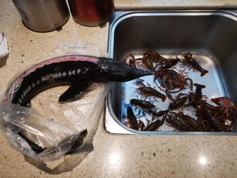 清蒸鲟鱼：一道宴客必备的美味佳肴