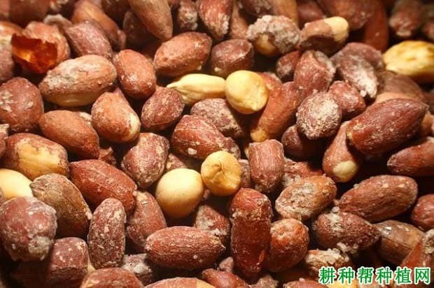 花生黄曲霉菌的防治方法