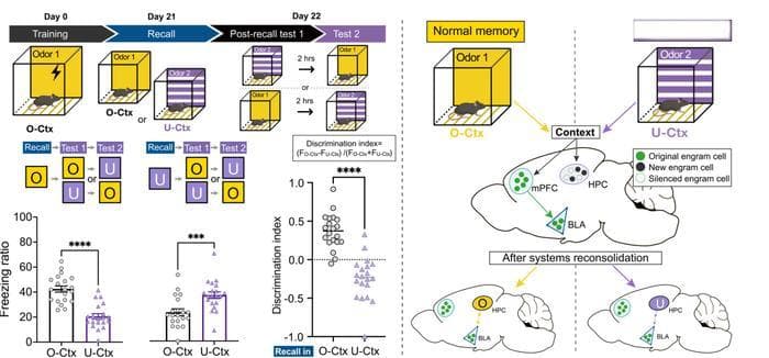 Neuron：钟毅/雷博团队合作揭示远期记忆的系统性再固化与更新的神经机制