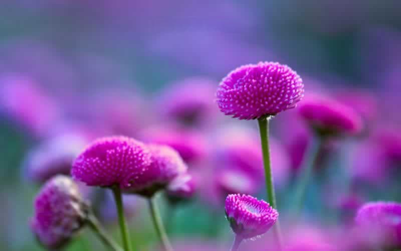 昙花如何种植？