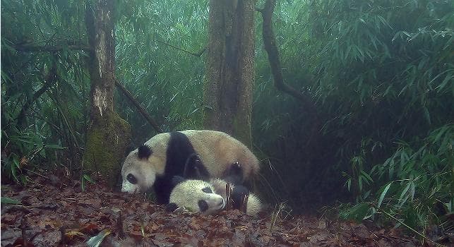 青山公益在行动，守护大熊猫栖息地