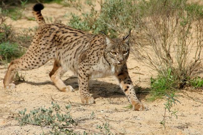关于伊比利亚猞猁的14个事实